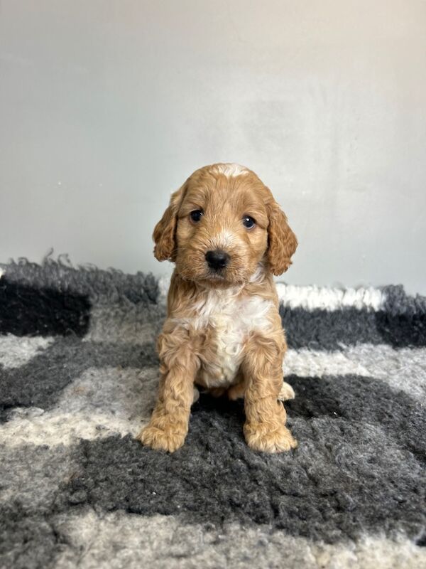 Cockapoo puppies for sale in Wisbech, Cambridgeshire – 6 weeks old - Image 8 of 9