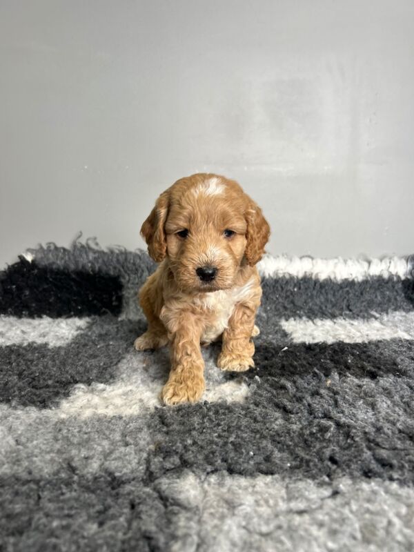 Cockapoo puppies for sale in Wisbech, Cambridgeshire – 6 weeks old - Image 9 of 9