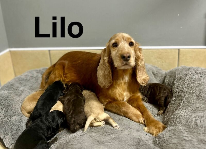 Miniature Cockapoo Puppies For Sale