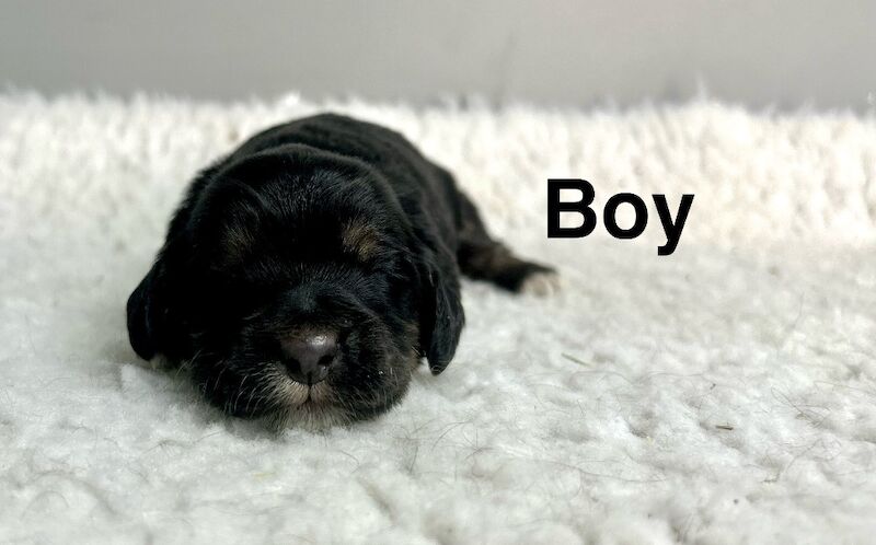 2 gorgeous cockapoo girls 12 weeks old - Image 2 of 4