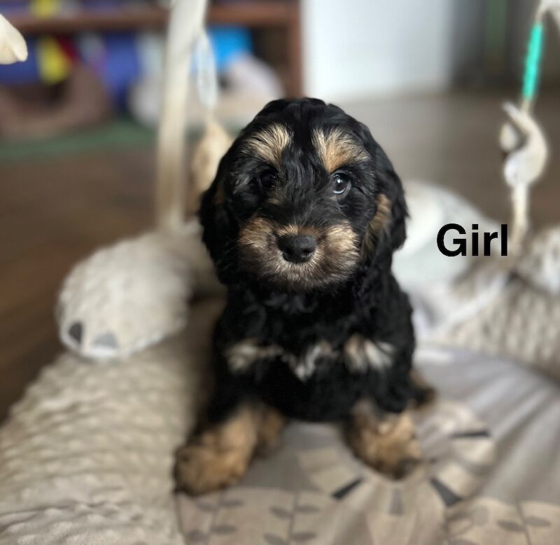 2 gorgeous cockapoo girls 12 weeks old - Image 3 of 4