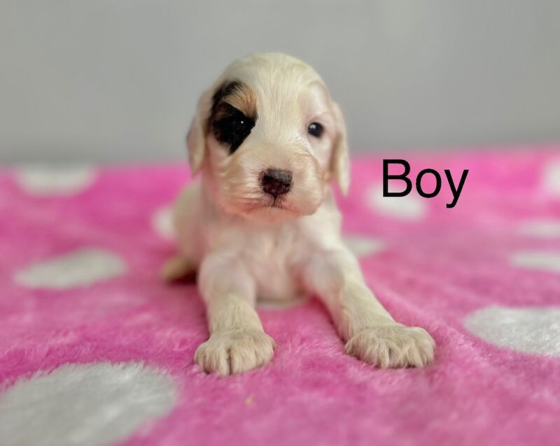 Cockapoo puppies for sale in Wisbech, Cambridgeshire – 6 weeks old