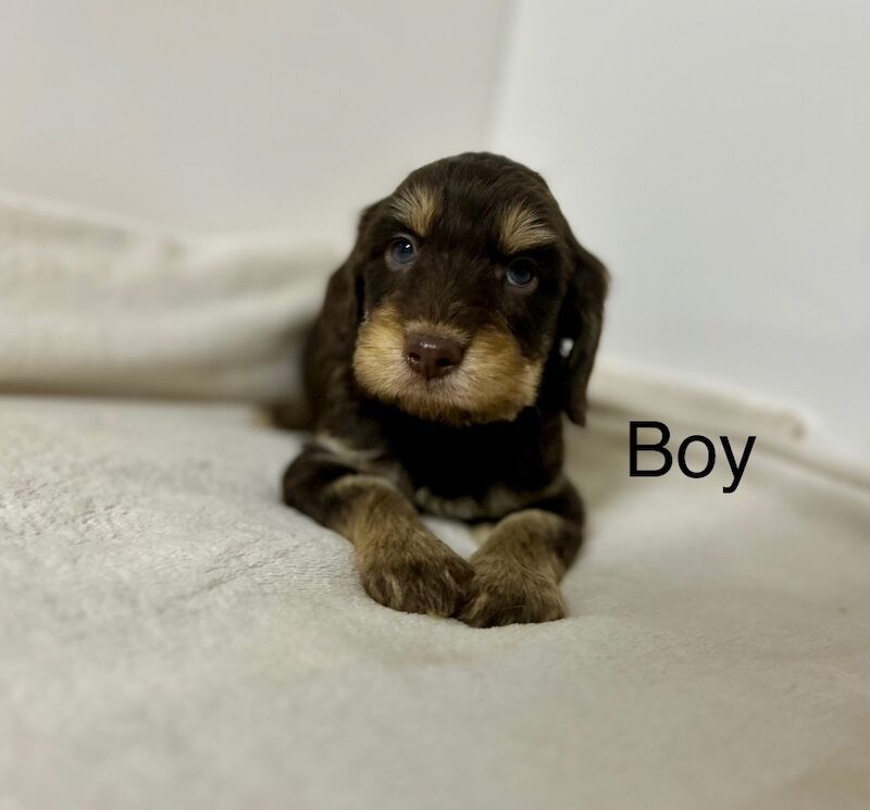 Cockapoo puppies for sale in Wisbech, Cambridgeshire – 7 weeks old