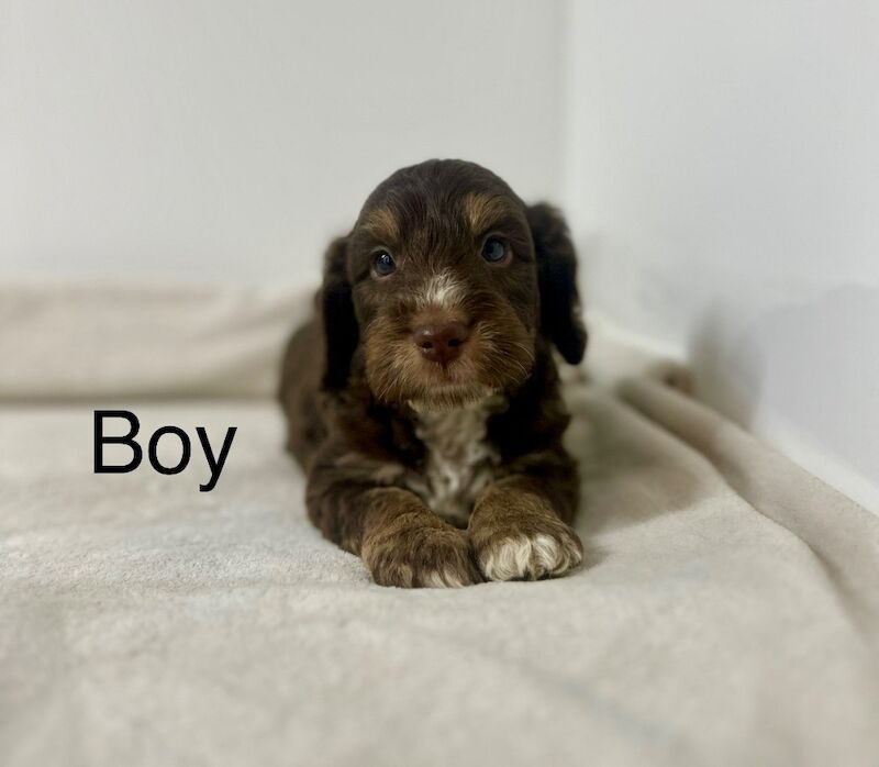 Cockapoo puppies for sale in Wisbech, Cambridgeshire – 8 weeks old - Image 2 of 3