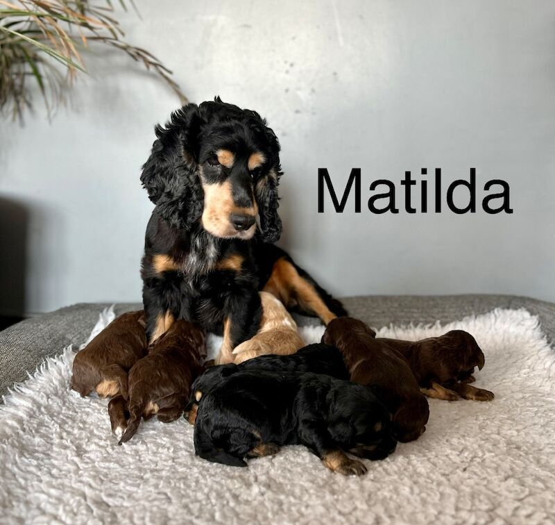 Cockapoo puppies for sale in Wisbech, Cambridgeshire – 8 weeks old - Image 3 of 3