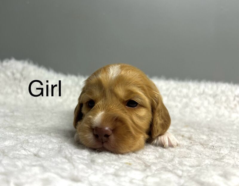 Cockapoo puppies for sale in Wisbech, Cambridgeshire – 4 weeks old