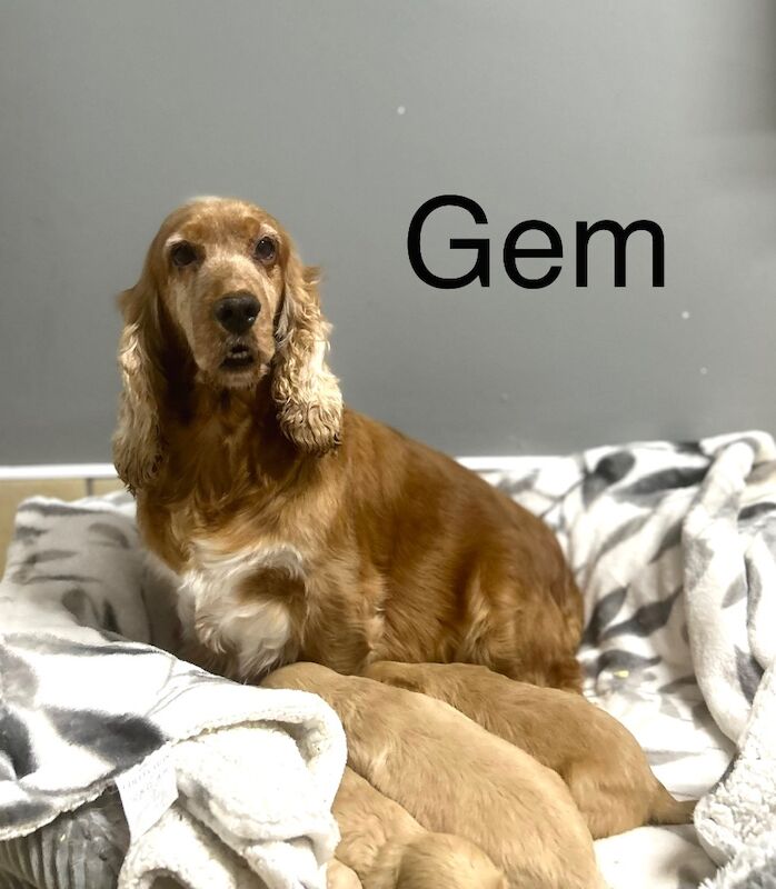 Cockapoo puppies for sale in Wisbech, Cambridgeshire – 4 weeks old - Image 3 of 3