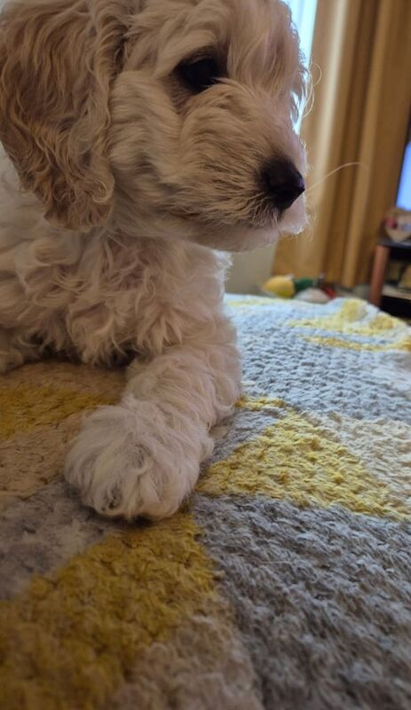 Cockapoo puppies for sale in Bridgwater, Somerset – 7 weeks old