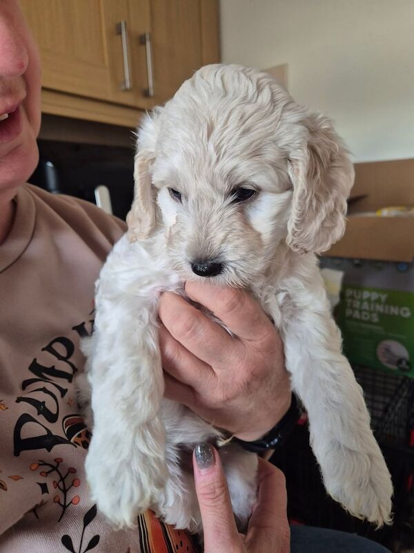 Cockapoo puppies for sale in Bridgwater, Somerset – 7 weeks old - Image 2 of 3