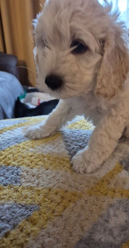 Cockapoo puppies for sale in Bridgwater, Somerset – 7 weeks old - Image 3 of 3