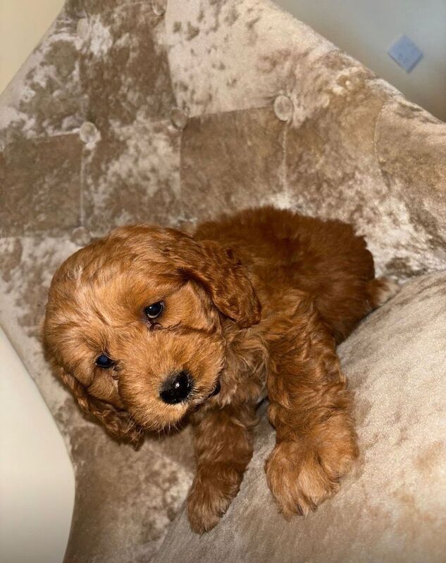 Cockapoo puppies for sale in Manchester, Greater Manchester – 1 year old - Image 3 of 3