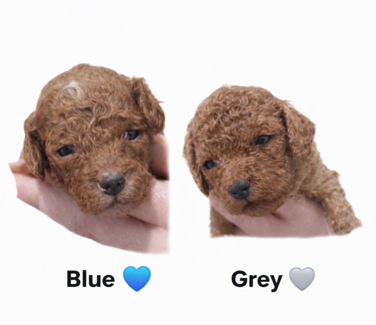 2 red boy toy cockapoo puppies - Image 3 of 4