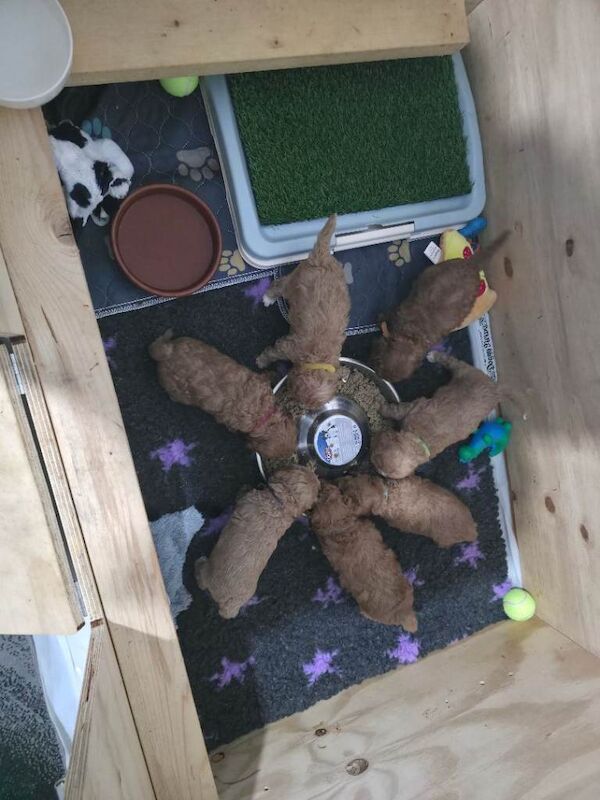 2 red boy toy cockapoo puppies - Image 4 of 4