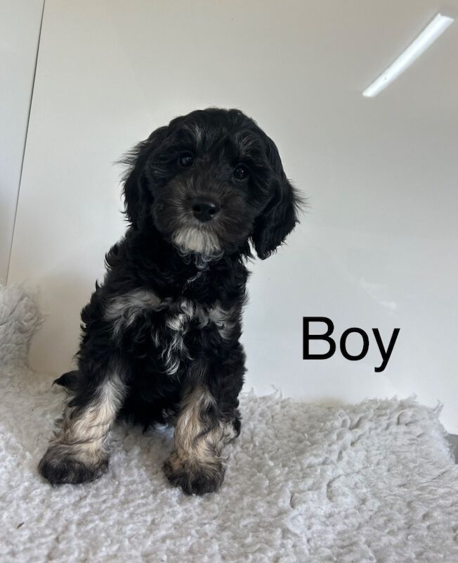 2 stunning black cockapoo puppies for sale in Upwell Norfolk | Image 3