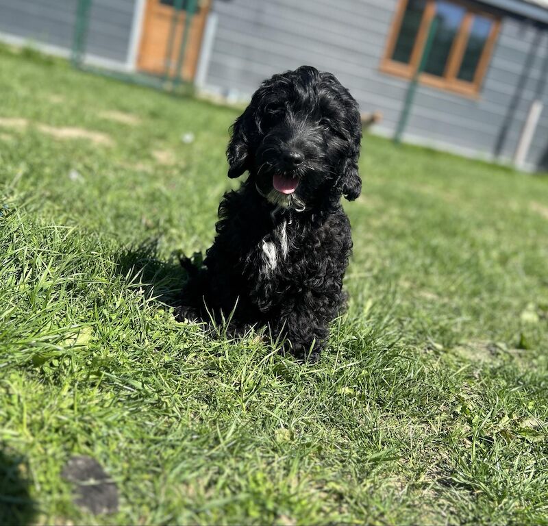 2 stunning black f1 Cockapoo boys for sale in Upwell, Norfolk