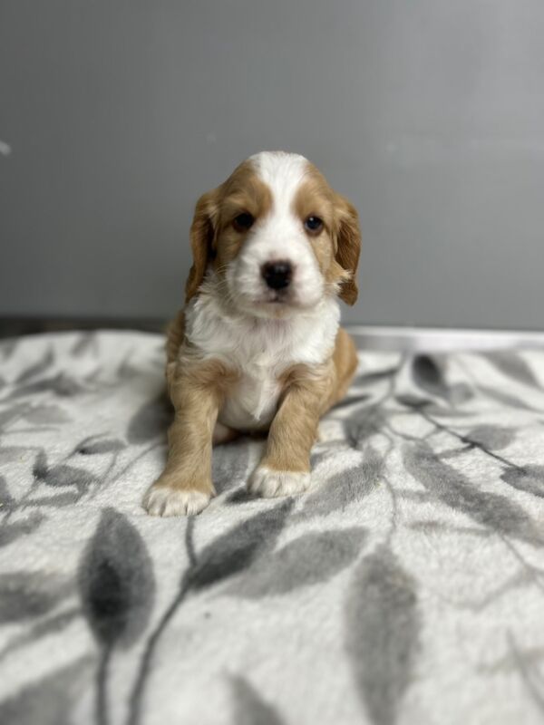 Cockapoo puppies for sale in Wisbech, Cambridgeshire – 5 weeks old - Image 6 of 9