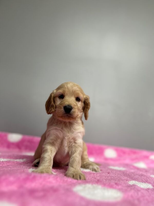Cockapoo puppies for sale in Wisbech, Cambridgeshire – 5 weeks old - Image 8 of 9