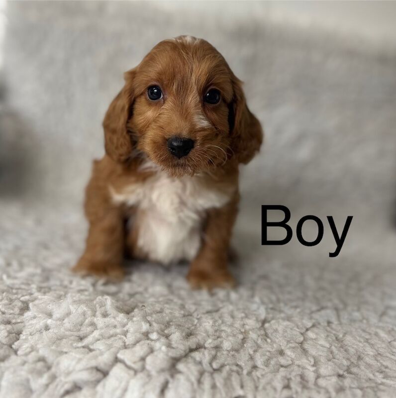 2 stunning Cockapoo puppies for sale in Upwell, Norfolk