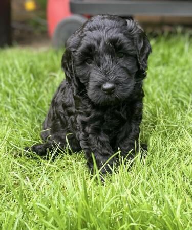 Cockapoo puppies for sale in Simmondley, Derbyshire – 1 year old - Image 1 of 5