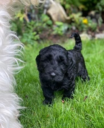 Cockapoo puppies for sale in Simmondley, Derbyshire – 1 year old - Image 2 of 5