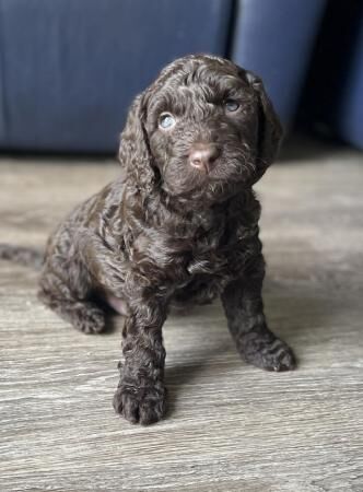 Cockapoo puppies for sale in Simmondley, Derbyshire – 1 year old - Image 3 of 5
