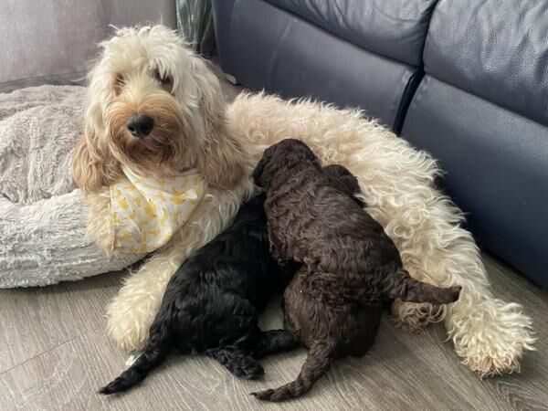 Cockapoo puppies for sale in Simmondley, Derbyshire – 1 year old - Image 4 of 5
