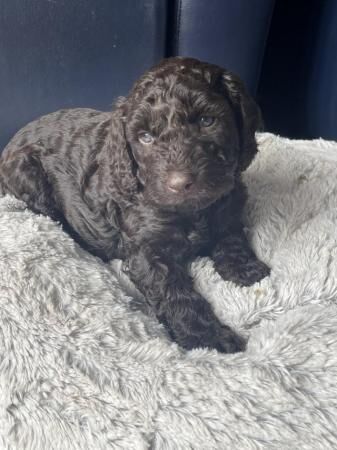Cockapoo puppies for sale in Simmondley, Derbyshire – 1 year old - Image 5 of 5