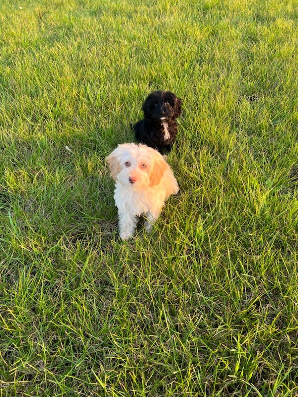 Cockapoo puppies for sale in Wisbech, Cambridgeshire – 1 year old - Image 4 of 6