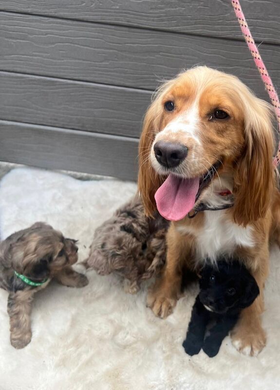 Cockapoo puppies for sale in Wisbech, Cambridgeshire – 1 year old - Image 5 of 6