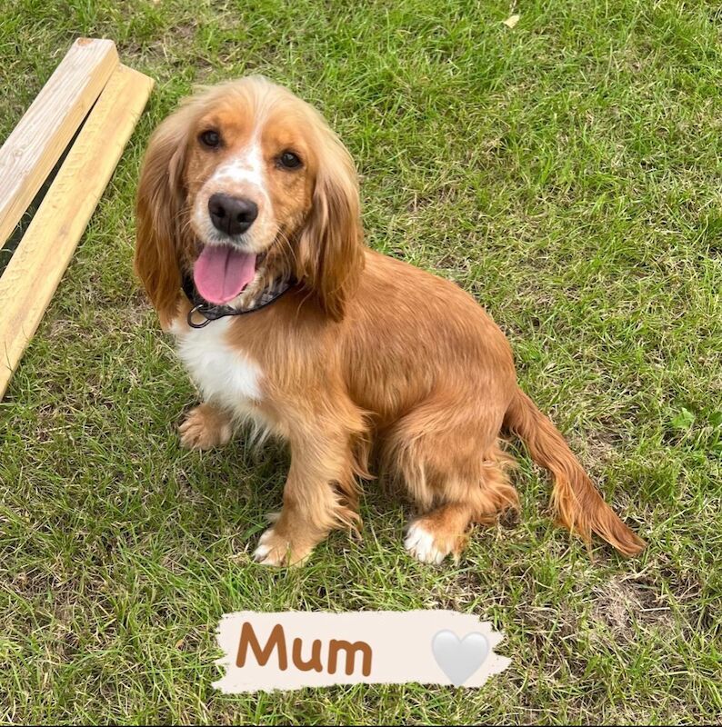 Cockapoo puppies for sale in Wisbech, Cambridgeshire – 1 year old - Image 6 of 6