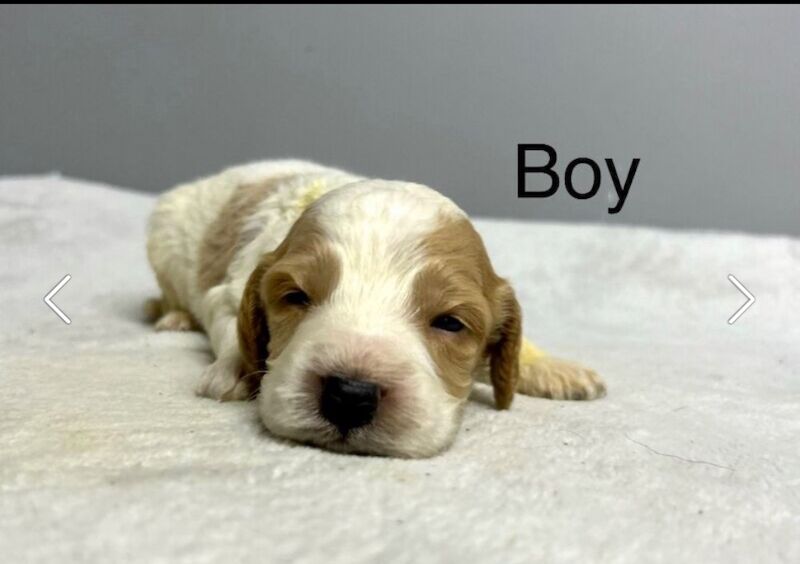 Cockapoo puppies for sale in Cambridgeshire – 5 weeks old