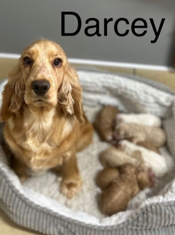 Cockapoo puppies for sale in Wisbech, Cambridgeshire – 6 weeks old