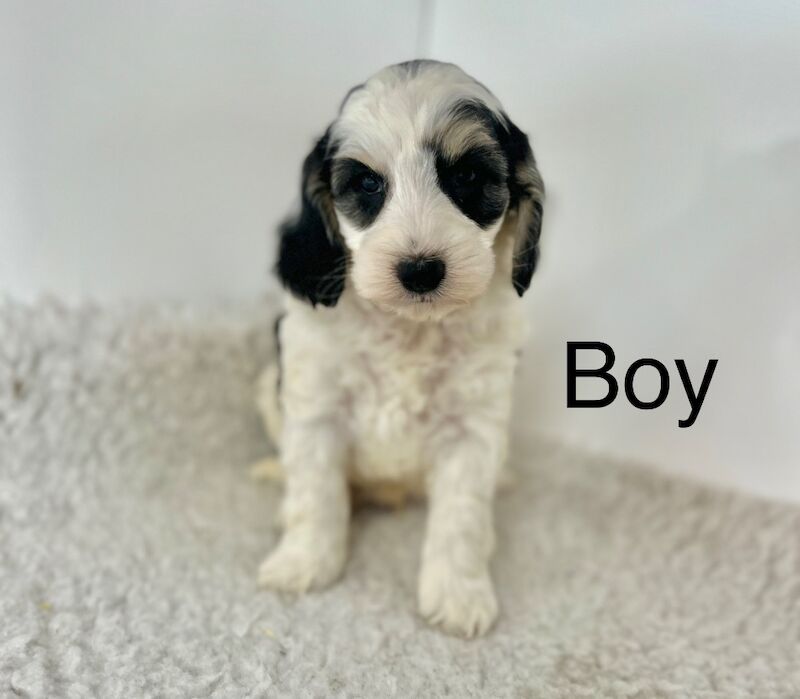 2 stunning colour cockapoo puppies for sale in Upwell Norfolk
