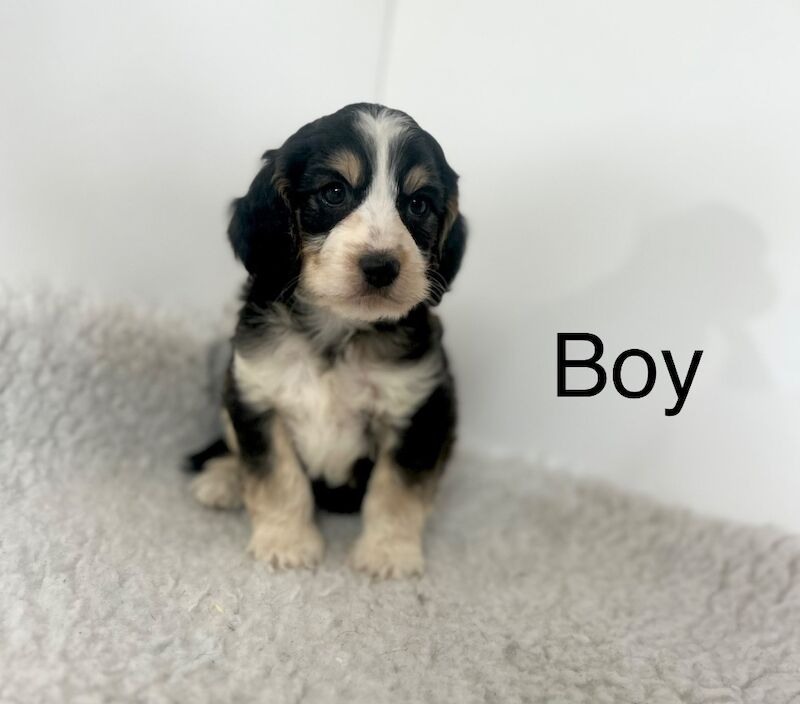2 stunning colour cockapoo puppies for sale in Upwell Norfolk | Image 2