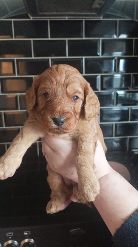 Cockapoo puppies for sale in Skegness, Lincolnshire – 1 year old - Image 2 of 3
