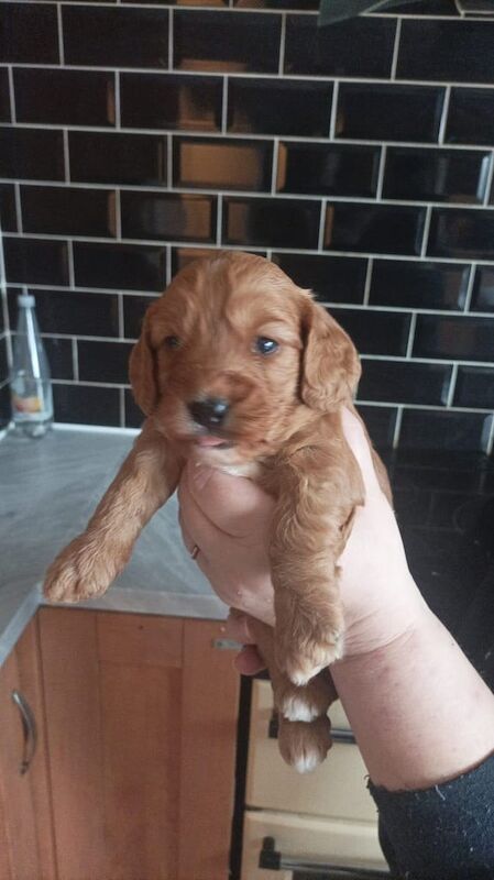 Cockapoo puppies for sale in Skegness, Lincolnshire – 1 year old - Image 3 of 3