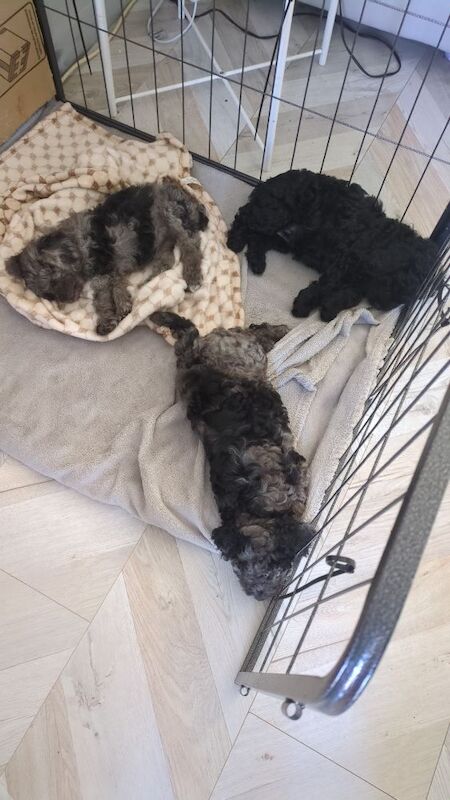 2 stunning little girls one Merle, one all black