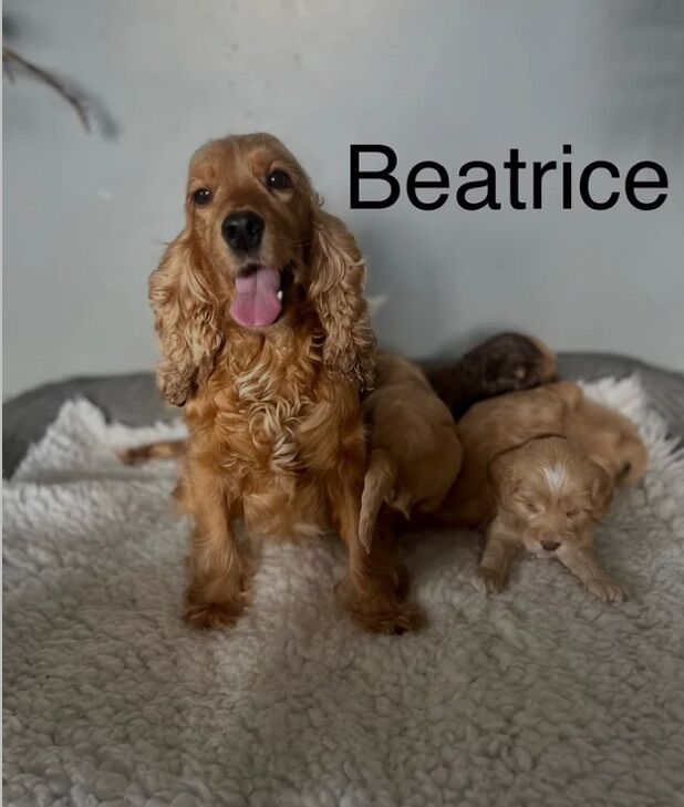 Brown/Chocolate Cockapoo puppies for sale in Wisbech, Cambridgeshire – 10 weeks old