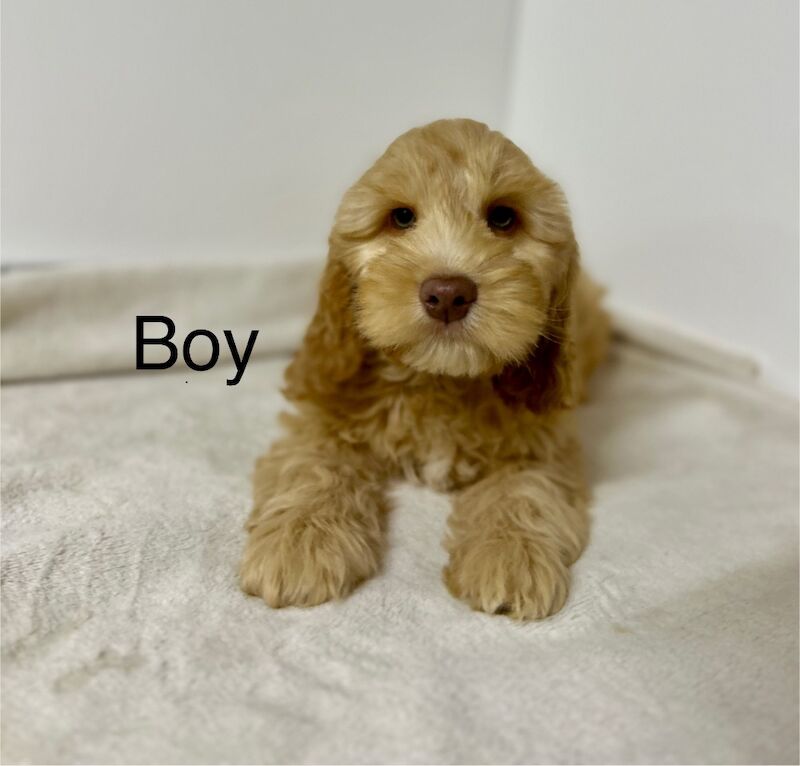 Cockapoo puppies for sale in Wisbech, Cambridgeshire – 10 weeks old - Image 2 of 3