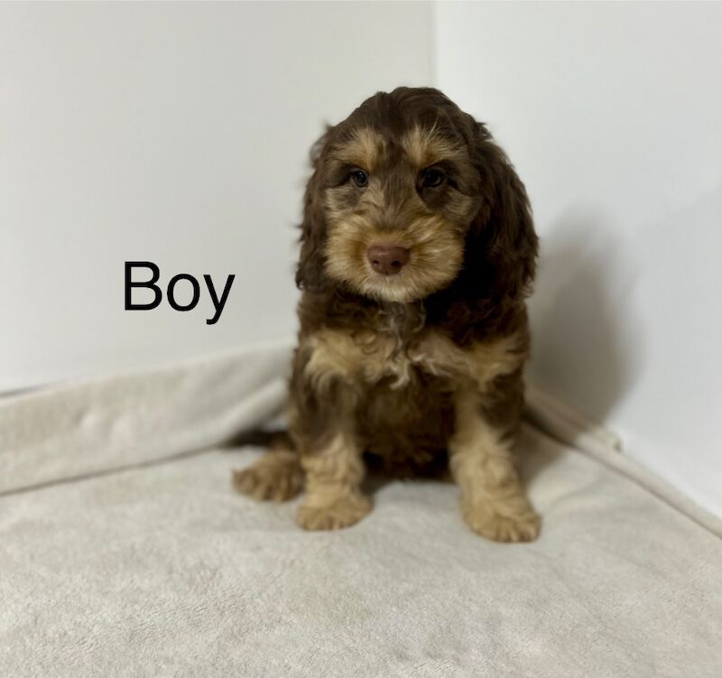 Cockapoo puppies for sale in Wisbech, Cambridgeshire – 10 weeks old - Image 3 of 3