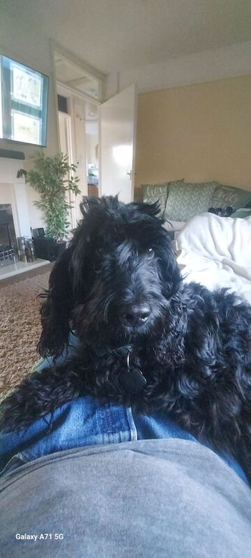 Cockapoo puppies for sale in Cambridgeshire – 3 years old - Image 1 of 8