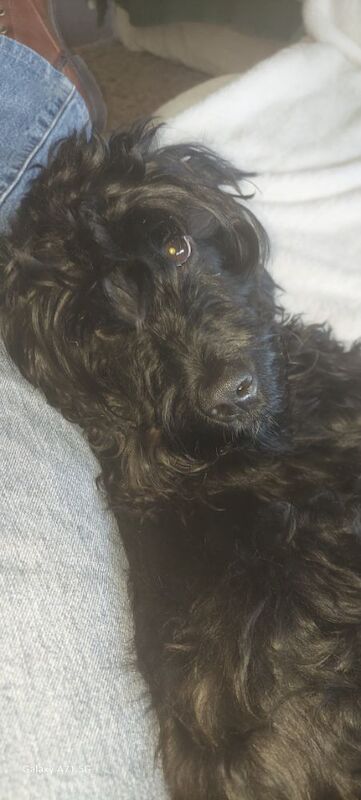 3 year old F1 show Cockerpoo boy (Not a puppy) for sale in Cambridgeshire - Image 2