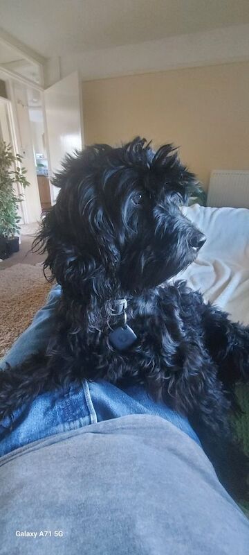 3 year old F1 show Cockerpoo boy (Not a puppy) for sale in Cambridgeshire - Image 3