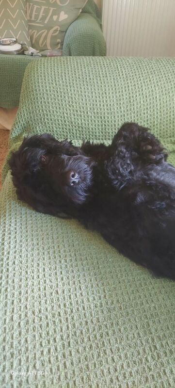 Cockapoo puppies for sale in Cambridgeshire – 3 years old - Image 4 of 8