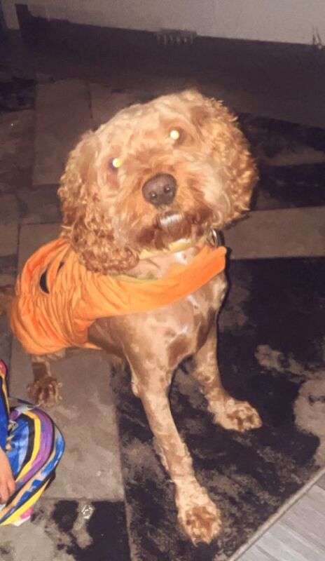 Cockapoo puppies for sale in Bishopbriggs, Dunbartonshire – 2 years old