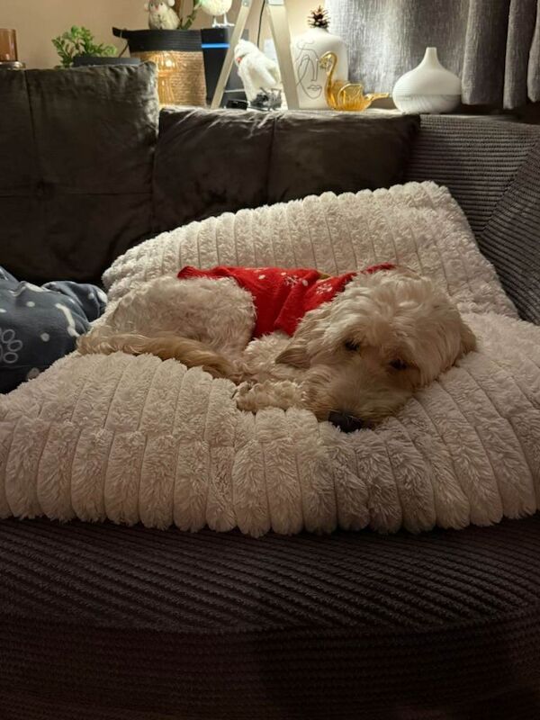 2 Year Old Male Cockapoo Looking for a Loving Home - Image 2 of 6