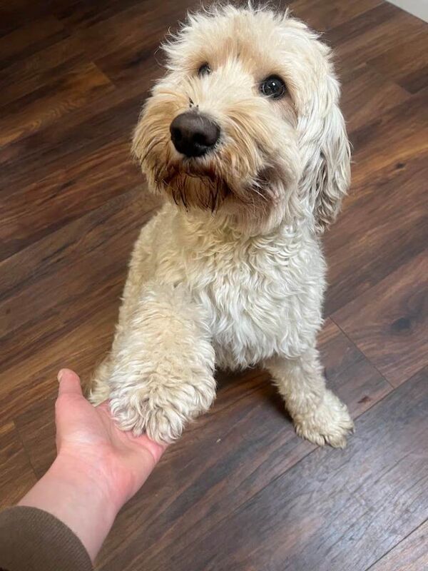 2 Year Old Male Cockapoo Looking for a Loving Home - Image 3 of 6