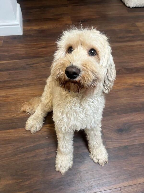 2 Year Old Male Cockapoo Looking for a Loving Home - Image 4 of 6