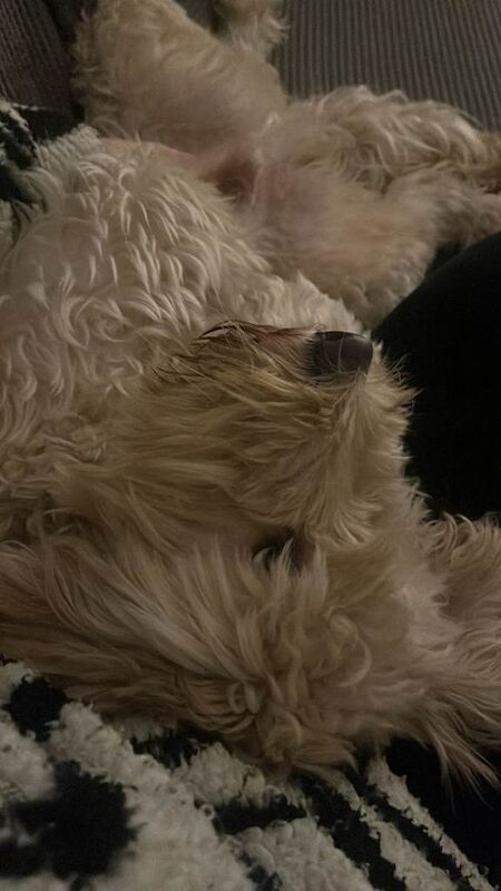 2 Year Old Male Cockapoo Looking for a Loving Home - Image 5 of 6