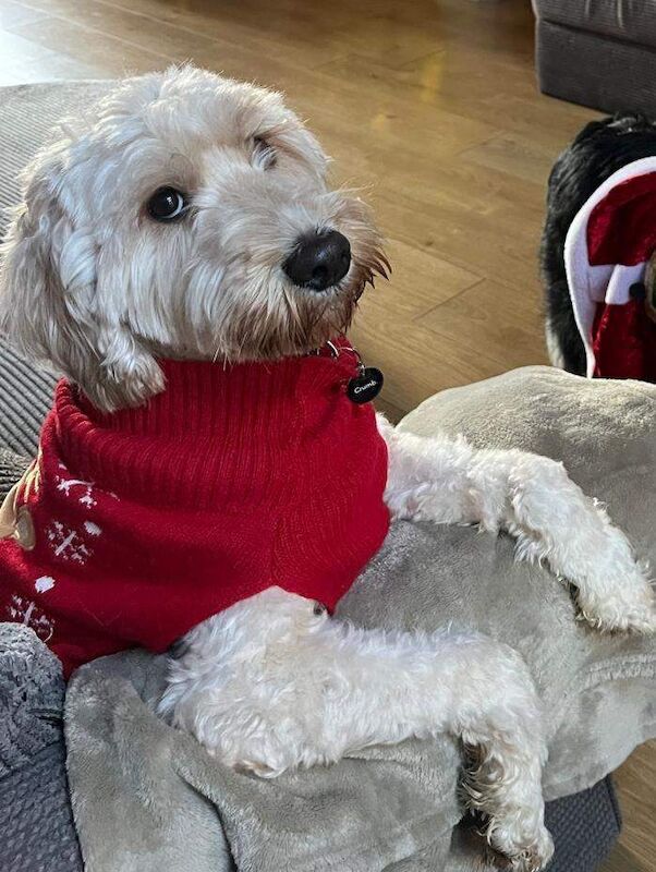 2 Year Old Male Cockapoo Looking for a Loving Home - Image 6 of 6